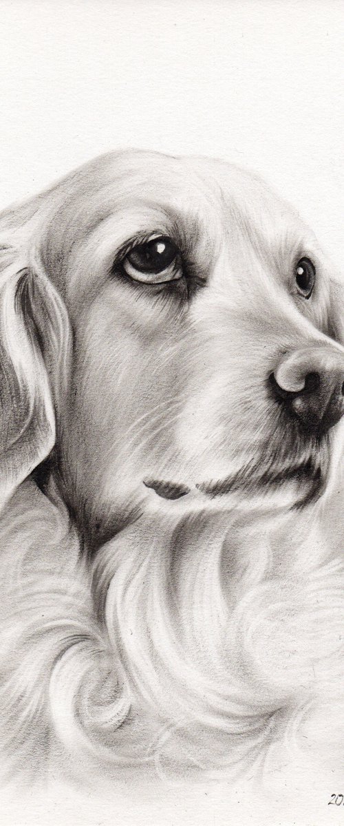 Oil painted portrait of Julia, golden retriever by Olga Tsvetkova