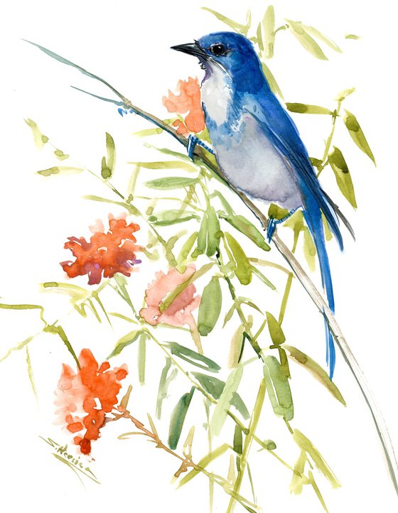 Florida Scrub Jay