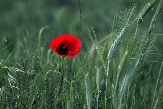 Lonely poppy