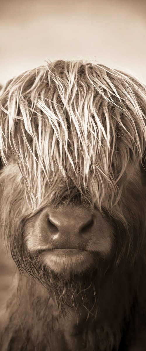 Scottish Highland Cow by Lynne Douglas