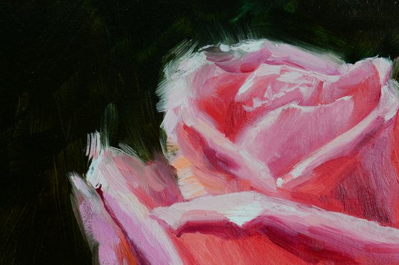 Pink rose