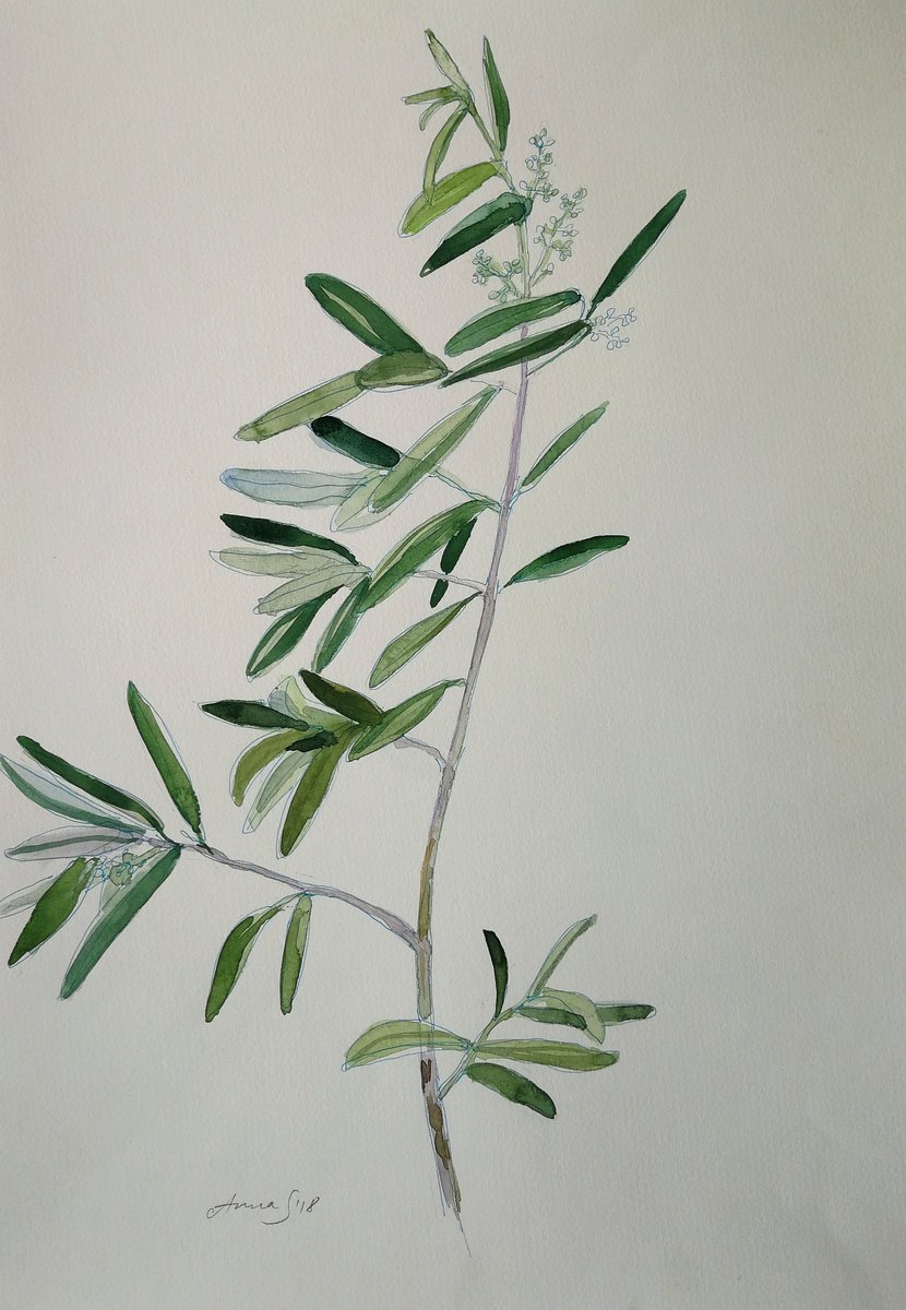 Olive Branch Original Watercolor Painting by Anna Silabrama