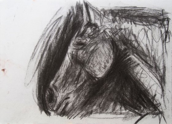 Horse In Charcoal 9x12 Ink on paper