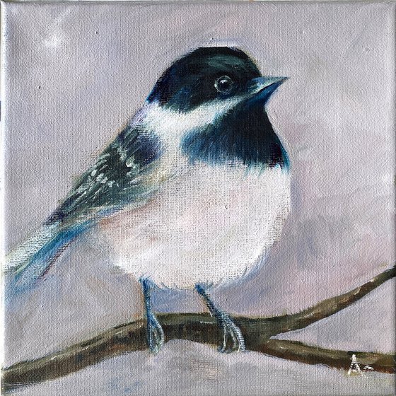 Coal Tit_ Ticia