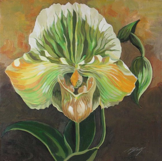 ladyslipper orchid in green