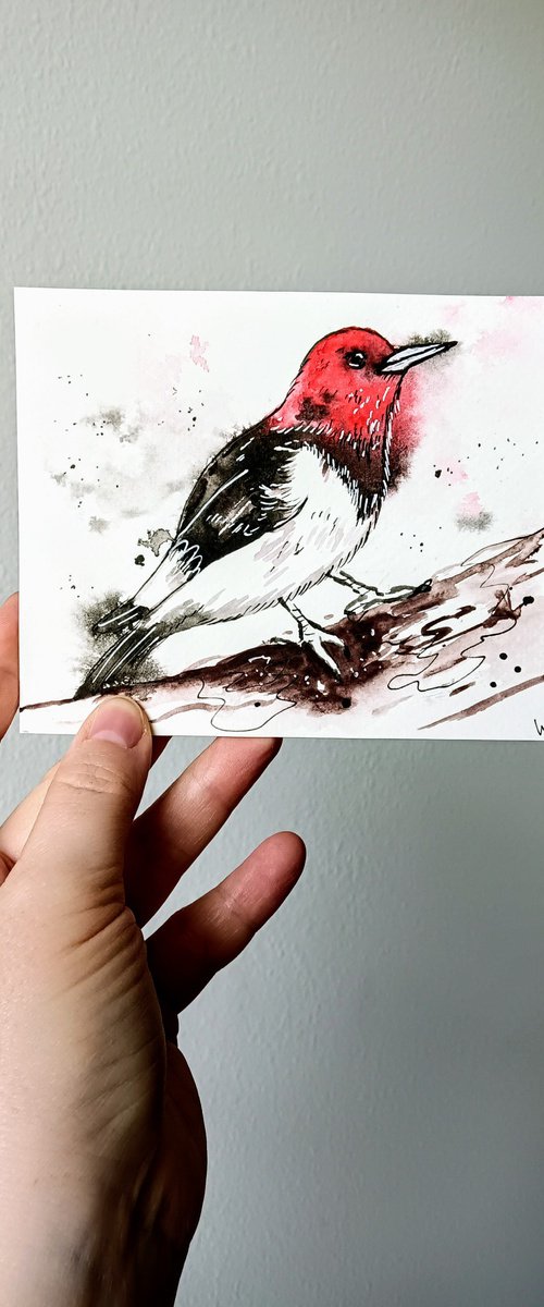 Red-headed woodpecker #3 by Svetlana Wittmann