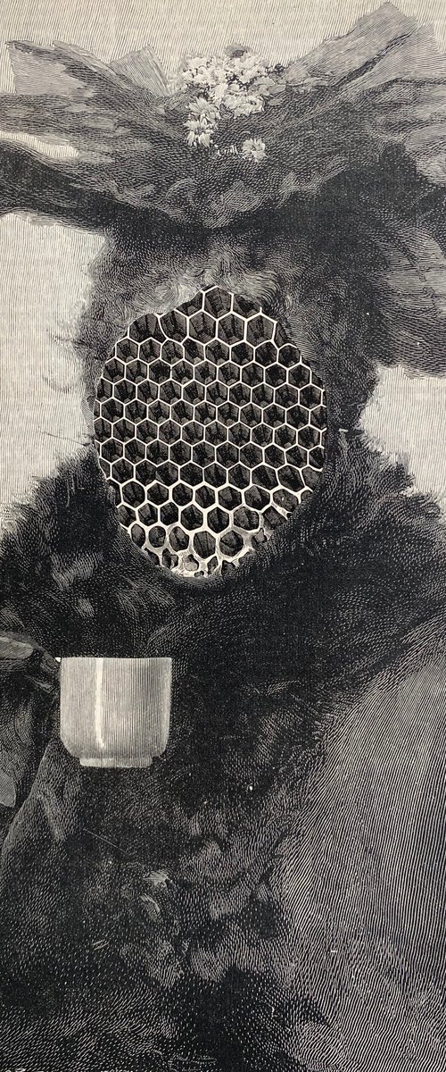 Honeycomb for bees by Tudor Evans