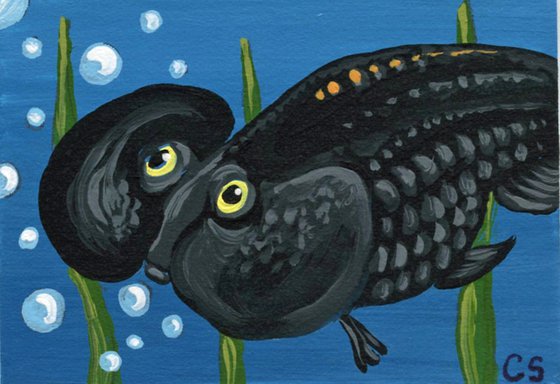 ACEO ATC Original Miniature Painting Black Bubble Eye Goldfish Pet Art-Carla Smale