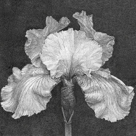 Florescence. Iris.