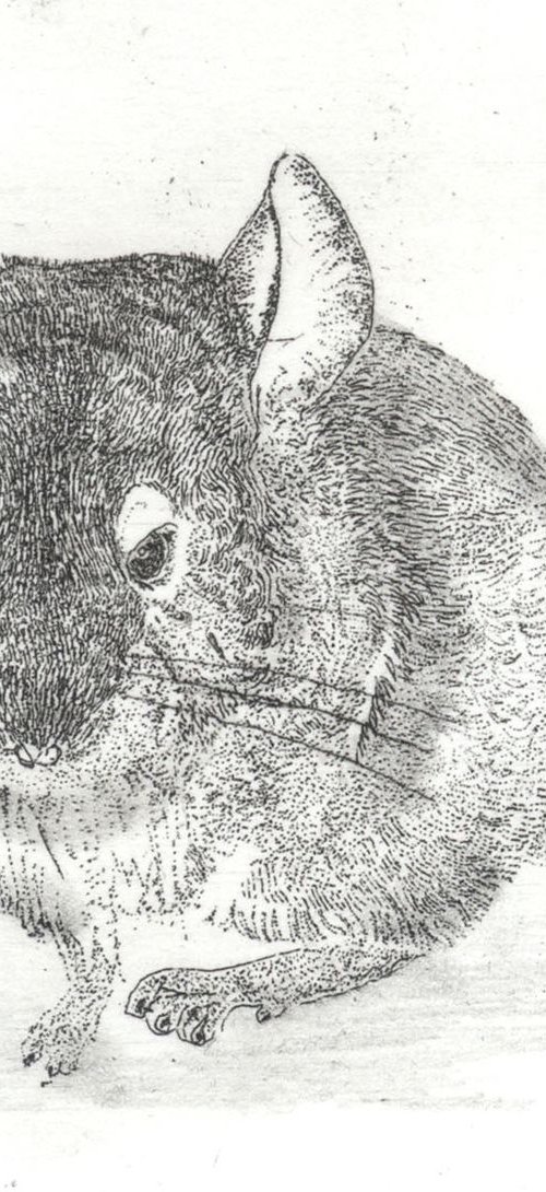 Chinchilla by Jane Daniell