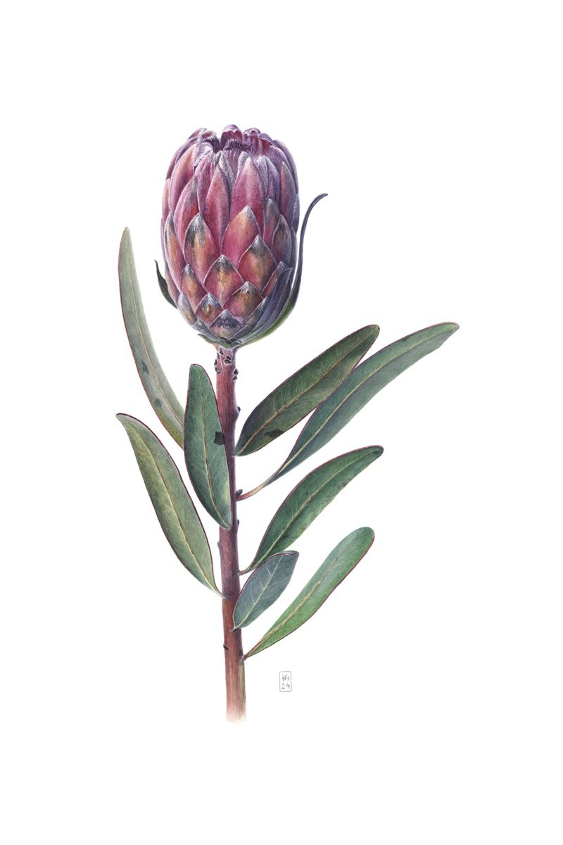 Photorealistic Botanical Watercolour By Yuliia Moiseieva, 15 X 22", Protea Bud, Original Artwork