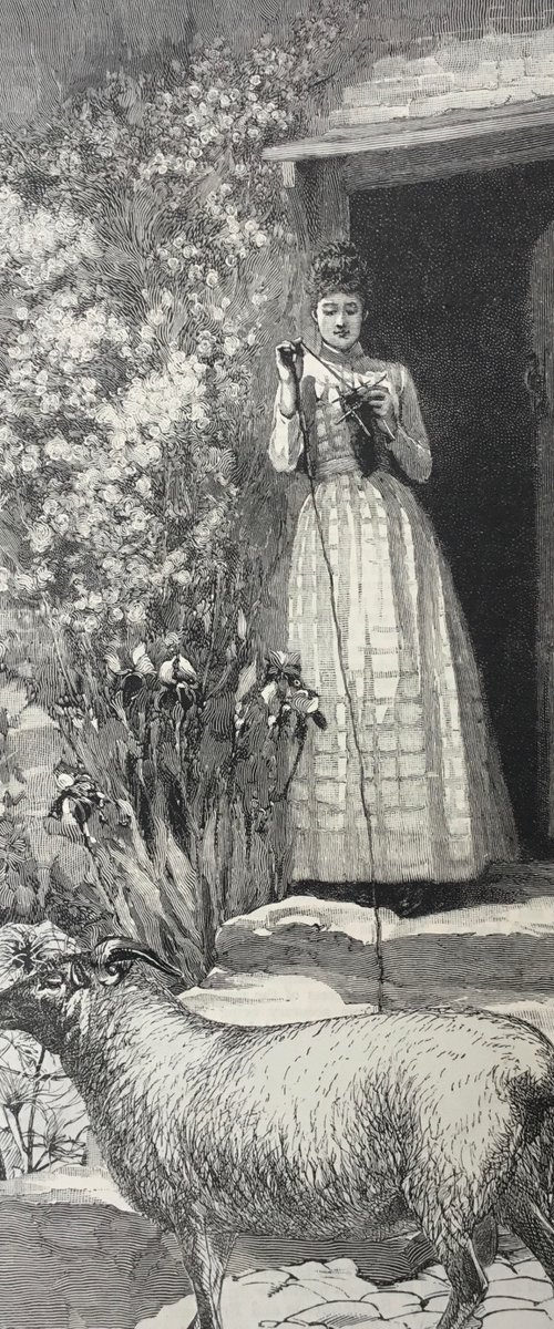 Wool from the Sheep by Tudor Evans