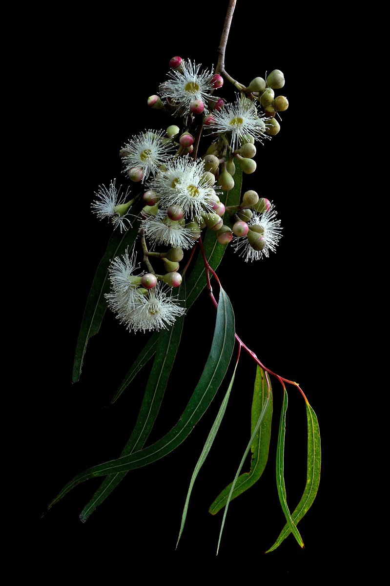 Photorealistic Photograph , White Gum Blossoms By Nadia Culph, 24 X 35, Artwork For Sale On Artfinder