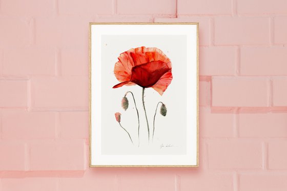 Watercolor bright poppy