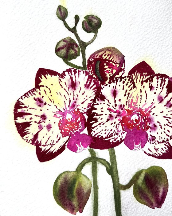 Wild flower Red Orchid