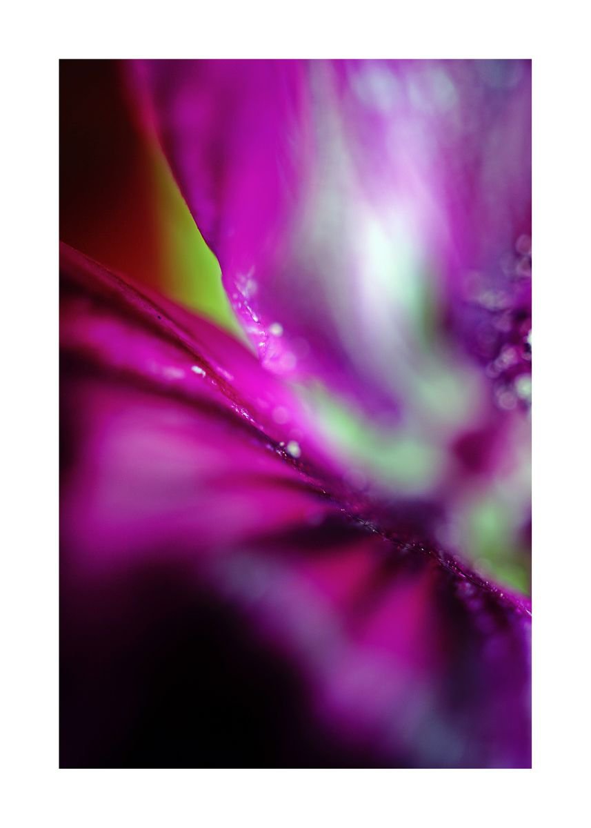 Abstract Pop Color Nature Photography 13 (LIMITED EDITION OF 15) by Richard Vloemans