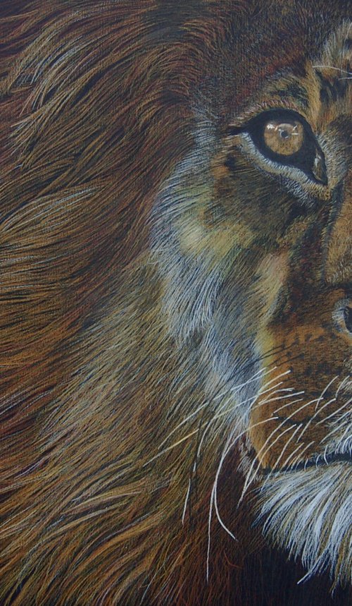 Lion (study) by Benjamin Self