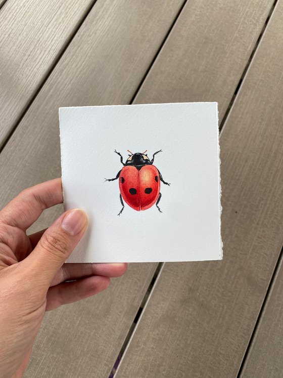 Ladybug