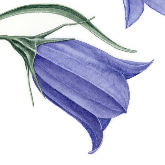 Blue Campanula