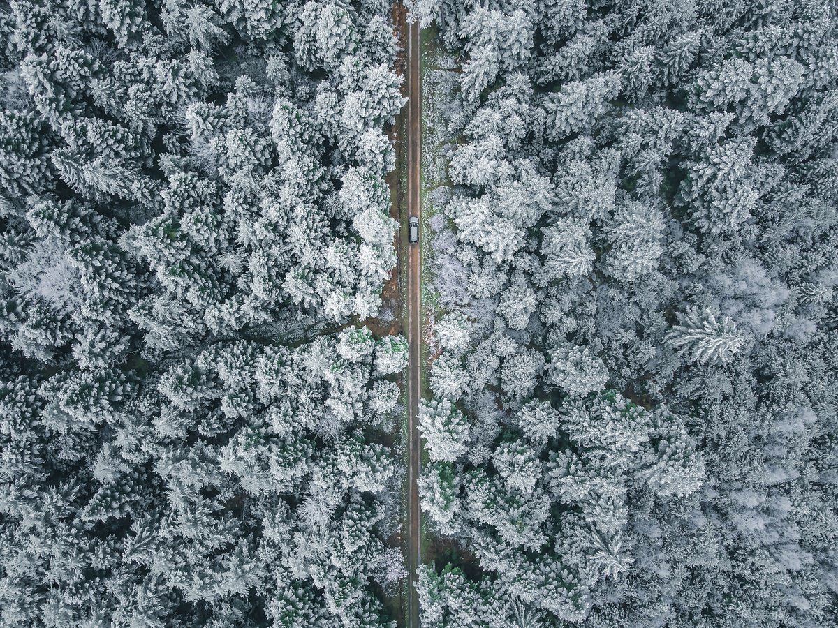 INSIDE THE BLACK FOREST by Fabio Accorri?