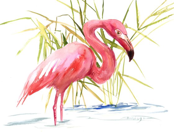 Flamingo