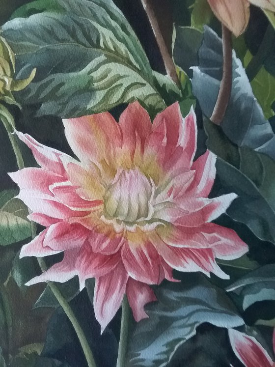 Dahlias in Autumn
