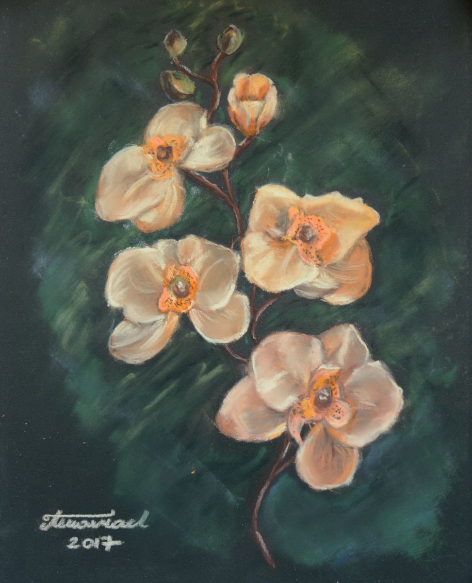 Orchids - ORIGINAL SOFT PASTEL PAINTING of flowers by Monika Wisniewska Amaviael