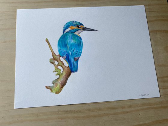 Realistic kingfisher pencil drawing