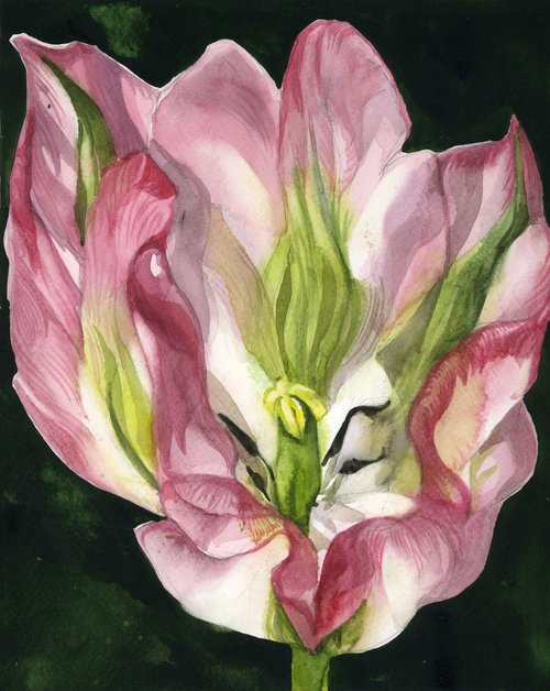 pink and green tulip watercolor floral by Alfred  Ng
