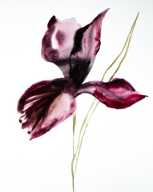Iris No. 59 by Elizabeth Becker