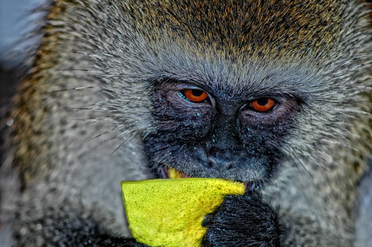 Photorealistic Animal Photograph By Marc Ehrenbold, 30 X 40", Mango Time, Original Artwork