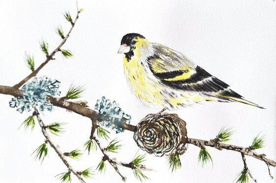 Eurasian Siskin Colorful bird