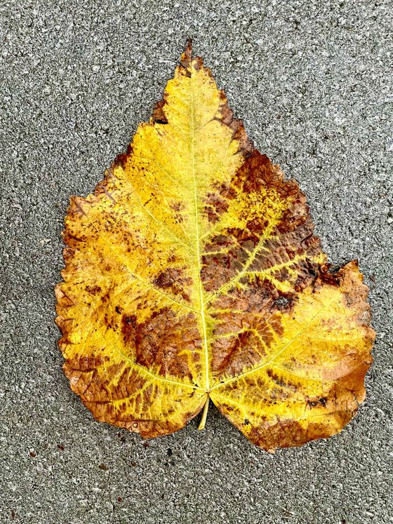 NT#147 yellow autumn