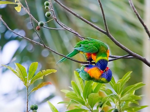 Birds - The Vampire Lorikeet, Cairns, Queensland, Australia by MBK Wildlife Photography