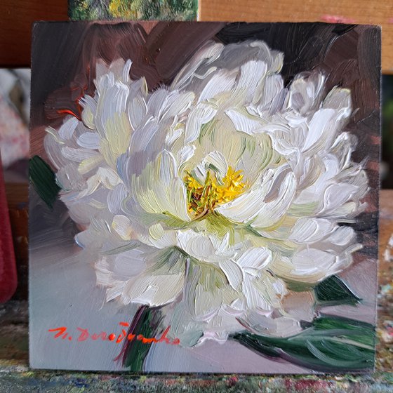 Peony flower