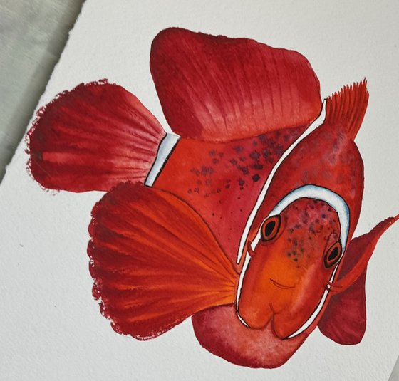 Exotic Red fish