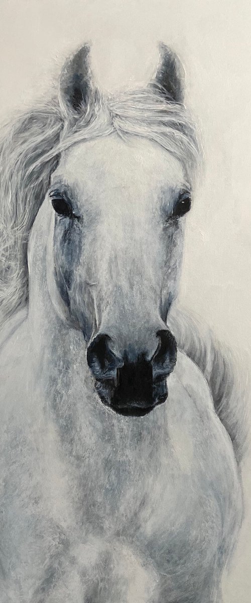 White Horse by Paul Hardern