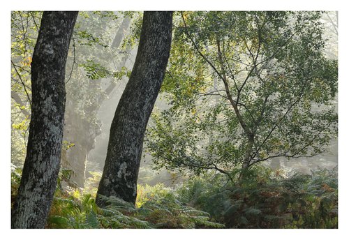 October Forest III by David Baker