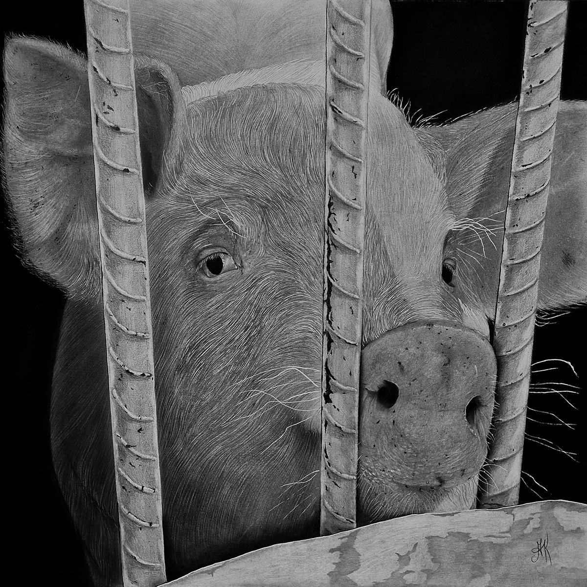 Photorealistic Animal Pencil Drawing By Kateryna Kostyk, 17 X 17", "Nosey", Original Artwork