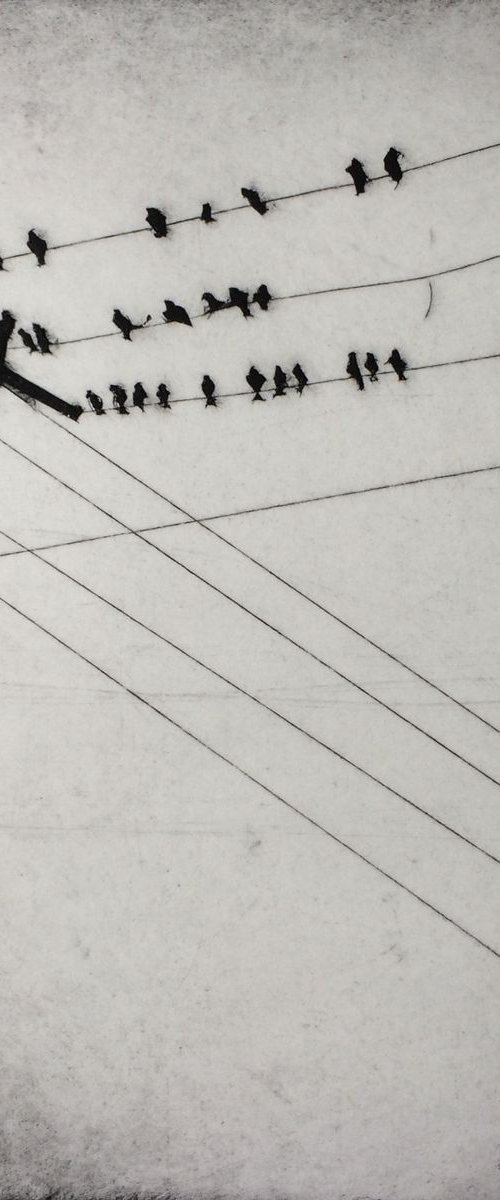 Birds on a wire by Sarah Morgan