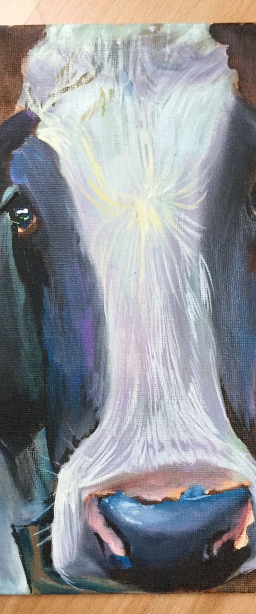Cow face by Gordon Bruce