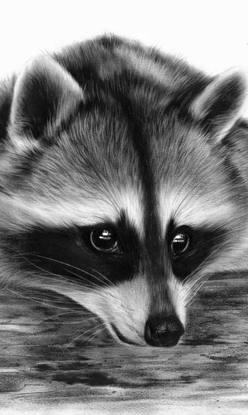 Cute Raccoon by Danguole Serstinskaja