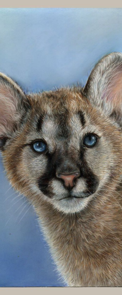 Puma cub pastel drawing by Tatjana Bril