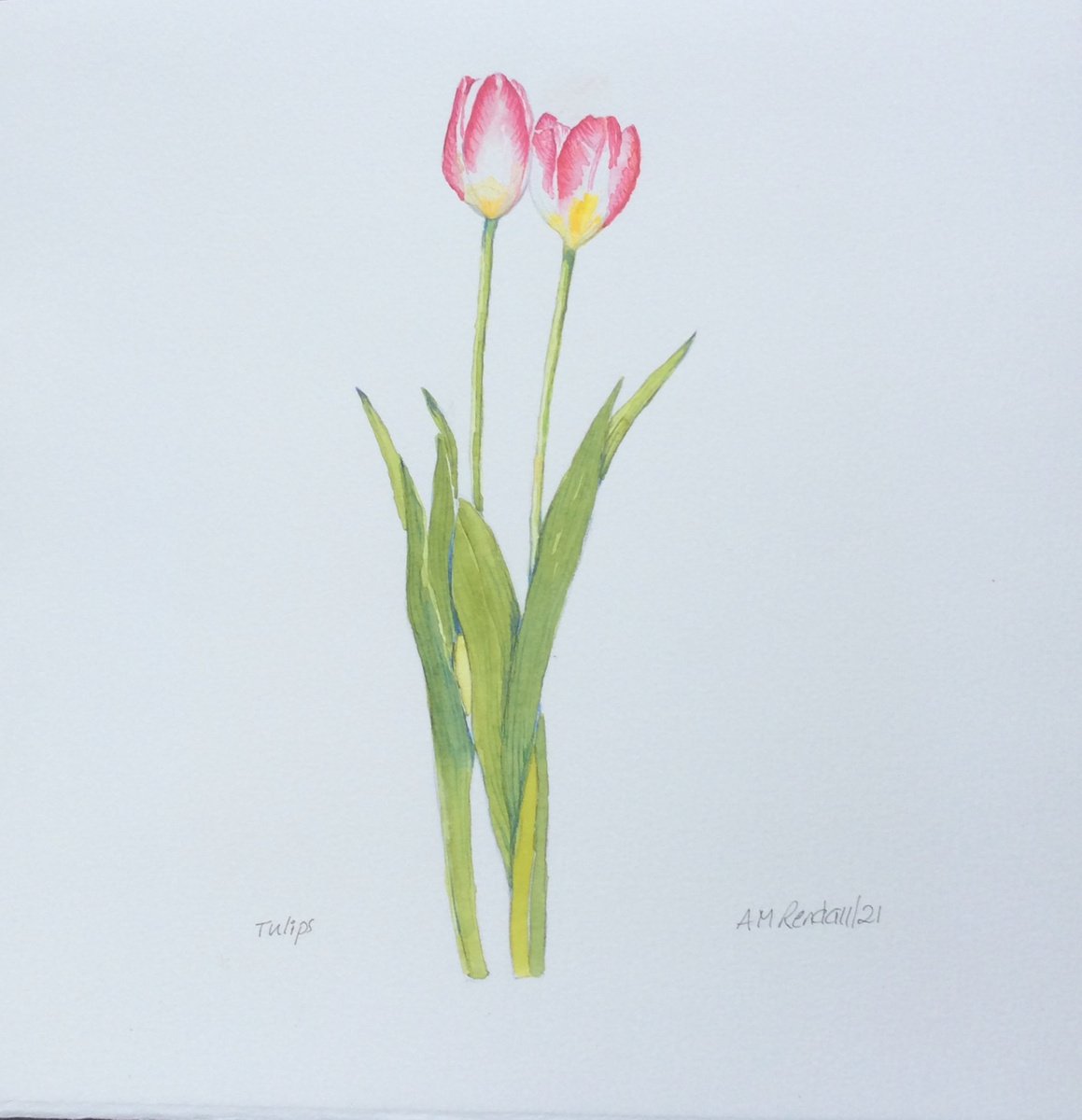 Tulips by Angela Rendall