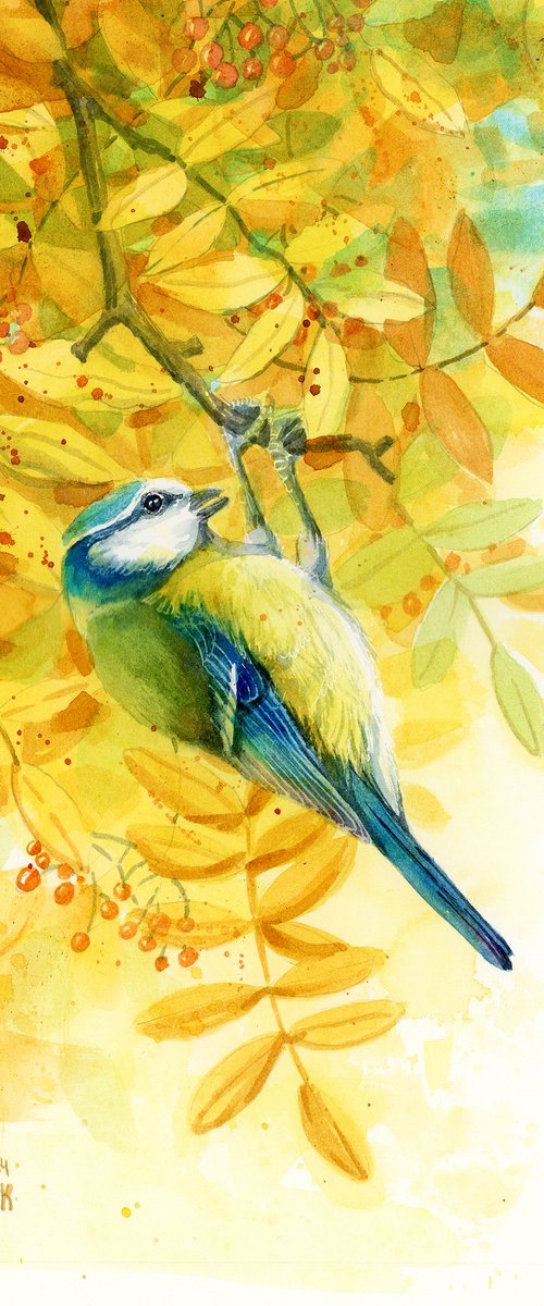 Blue tit in yellow autumn by Karolina Kijak