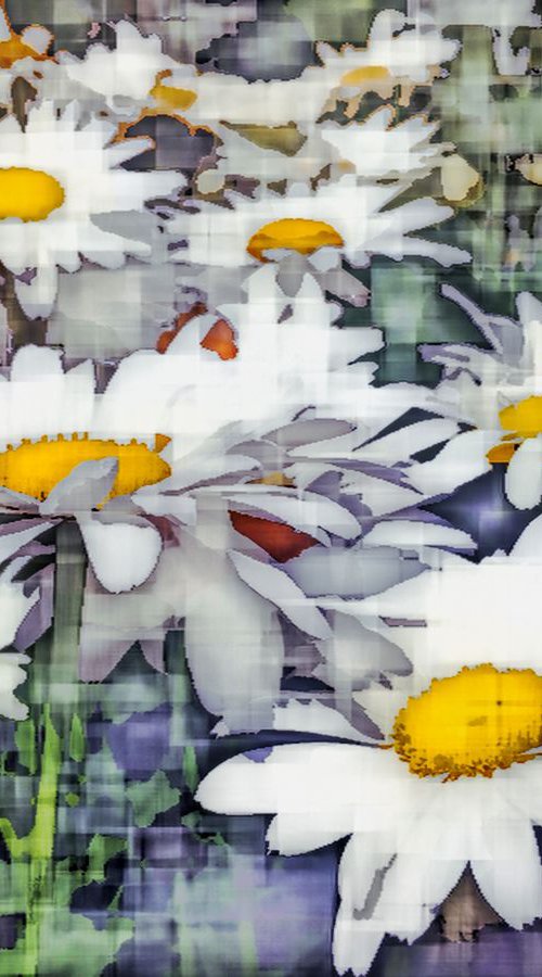 Impressions of Daisies by Barbara Storey