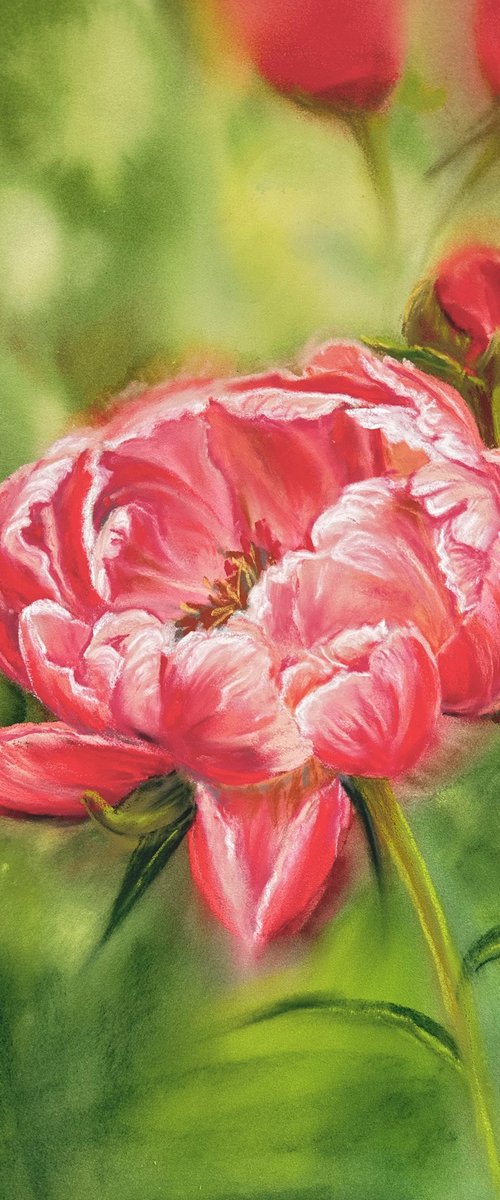 Floral: Coral Peony 1 by Alla Semenova