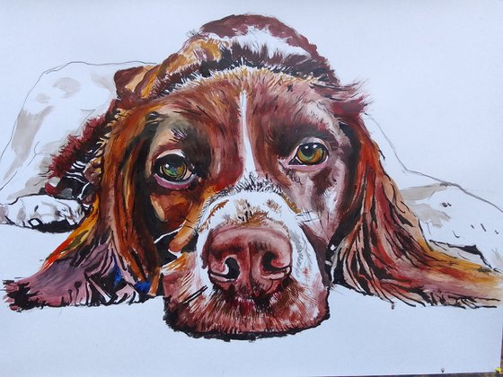 Springer spaniel