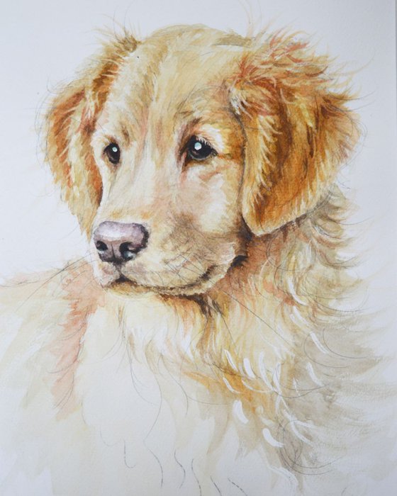 Golden Retriever