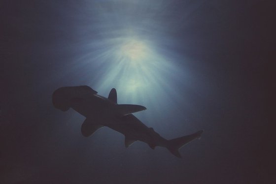 Hammerhead above